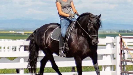 Friesian Mare